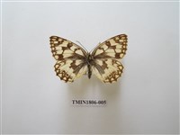 藏品(蛇目蝶科)的圖片